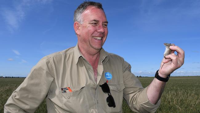 MOUSE PLAUGE: Researcher Steve Henry from CSIRO, Australia's national science agency. Photo: Supplied