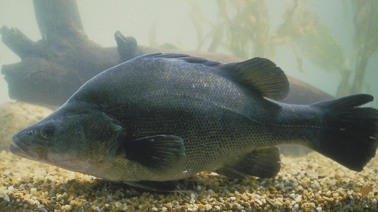 A Macquarie perch in captivity.