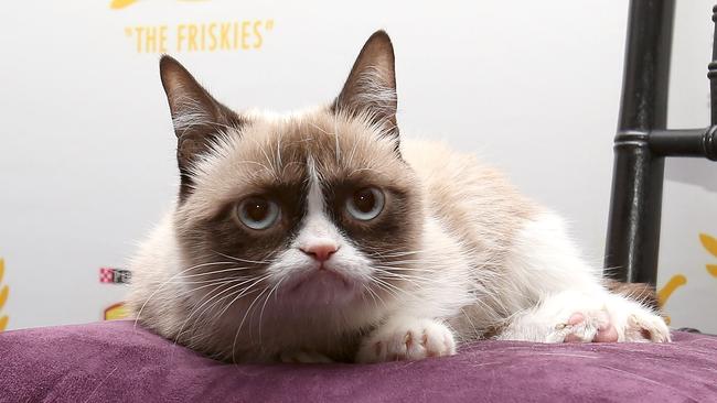 Grumpy Cat attends The Friskies 2013 on October 15, 2013 in New York City. Photo: Mike Lawrie.