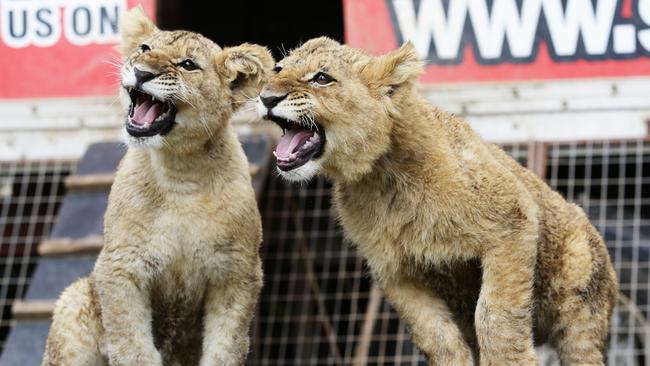 Two of the youngest Stardust lions — Akitta and Hulk.