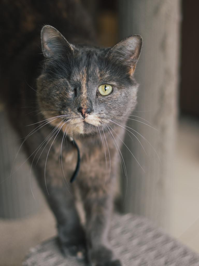 Cherry after being rescued. Picture: RSPCA