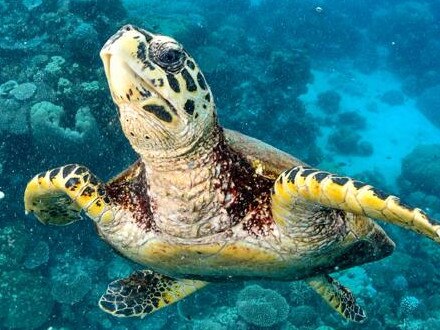 This is my friend, not me, but I stayed in the water long enough to see a turtle! Picture: supplied.