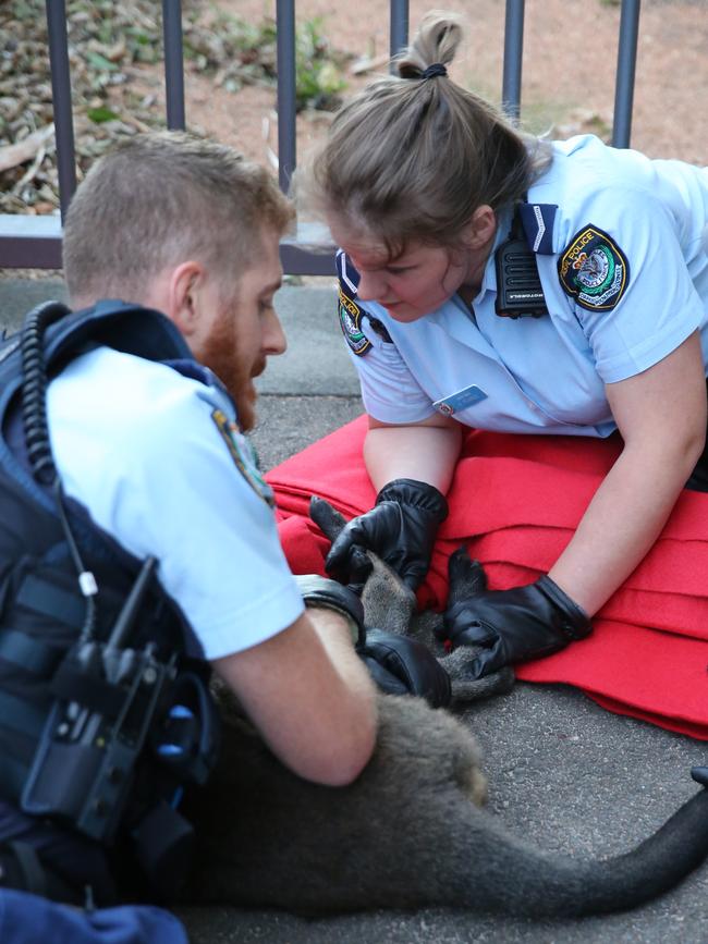 Police corner a small kangaroo that was seen on the Harbour Bridge in January this year. Picture: John Grainger