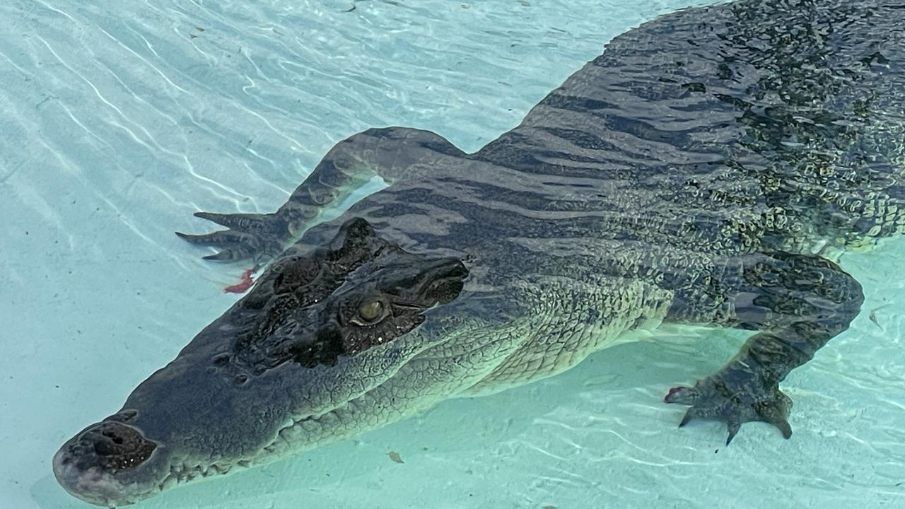 A 3.5m male saltwater crocodile was released into a holding pond by Queensland Department of Environment and Science and Queensland Parks and Wildlife Service officers on Friday. Picture: Leighton Smith.