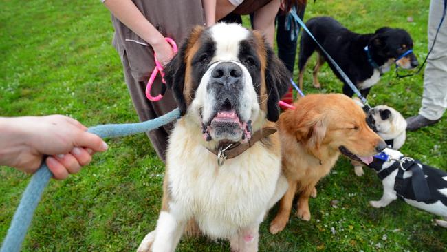 You’re welcome to take your dog, no matter its size, to these Cardina Shire Council off-leash dog parks.