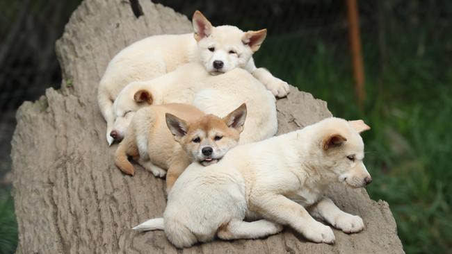 Gorge Wildlife Park has four new Dingo pups. Picture: Tait Schmaal