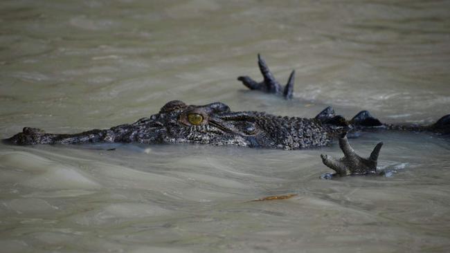 This crocodile was caught using its hands to catch lunch. Picture: Tara Lee Priore-Smith