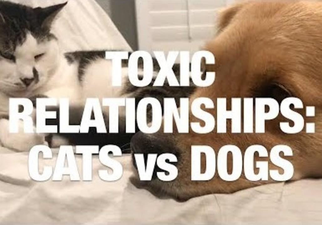 Toxic Relationships: Cats Vs Dogs