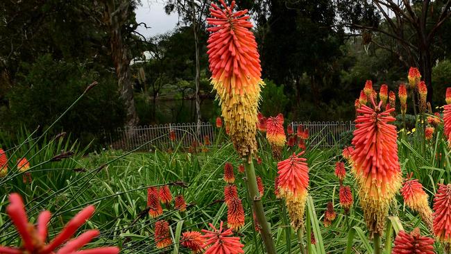 Flowers blooming in the Wittunga Botanic Gardens. Picture Mark Brake