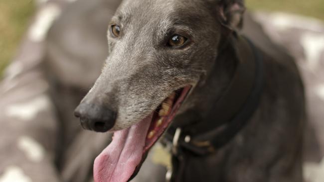 Mr Baird said the Special Commissions of Inquiry’s report found that between 48,000 and 68,000 greyhounds bred to race were killed in the past 12 years.