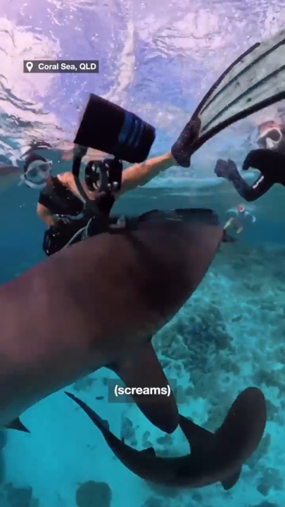 Jaw-dropping moment sharks attack diver's camera