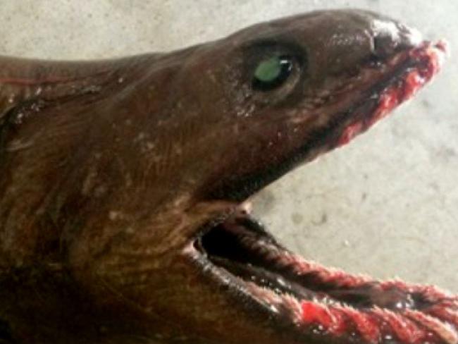 Frilled Shark. Credit SETFIA