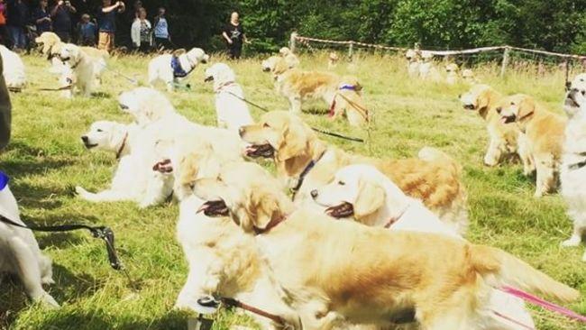 Hundreds of Golden Retrievers Gather in Scotland to Mark Breed's 150th Anniversary