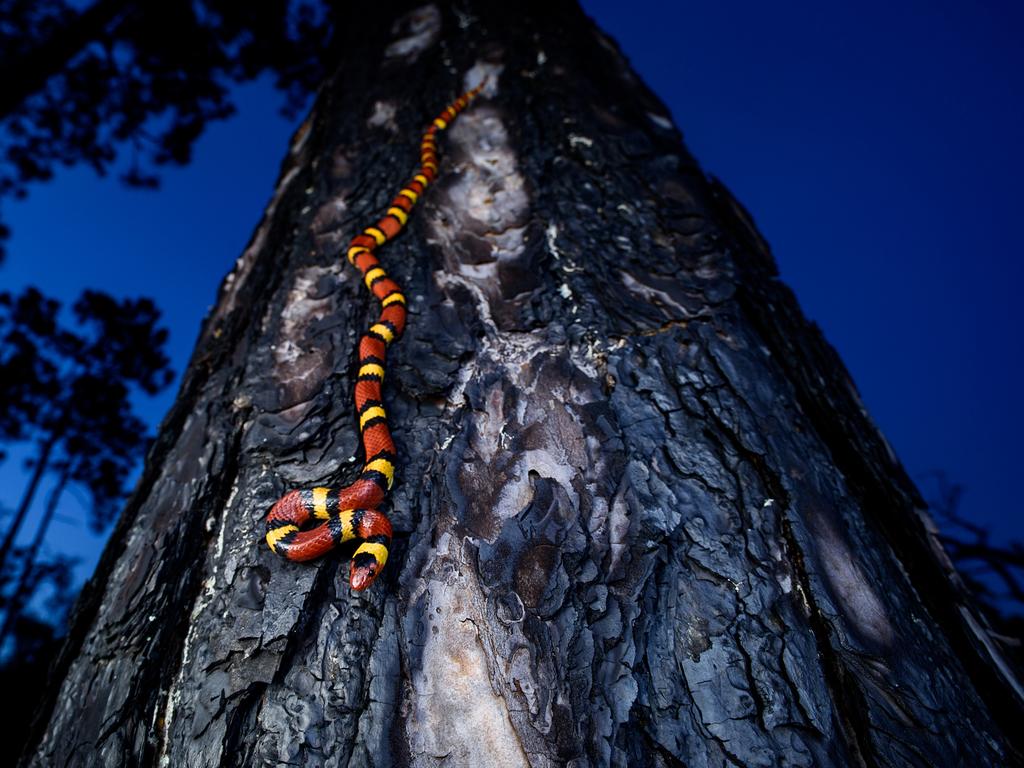 A scarlet kingsnake climbing down a pine tree in Florida, USA, presumably hunting lizards at dusk. Picture: Joseph Mullica/TNC Photo Contest 2023