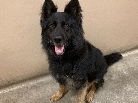 Rocky the police dog helped secure five arrests in Melbourne’s north. Picture: Victoria Police