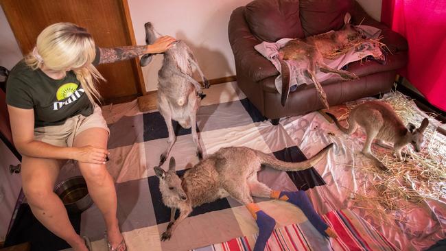 A wildlife rescue volunteer with kangaroos and wallabies at the Possumwood Wildlife recovery centre. Picture: John Moore