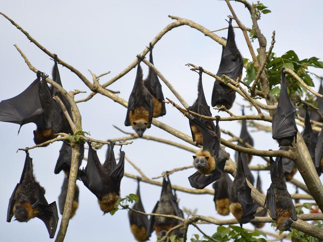 Balgowlah bats at Burnt Bridge Creek keep Mark Watkins awake with 3am ...