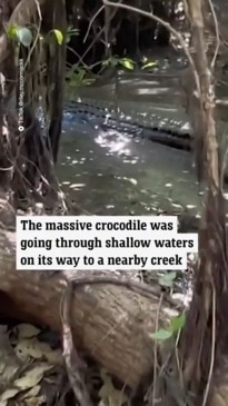 Fishermen run into a huge crocodile in NT