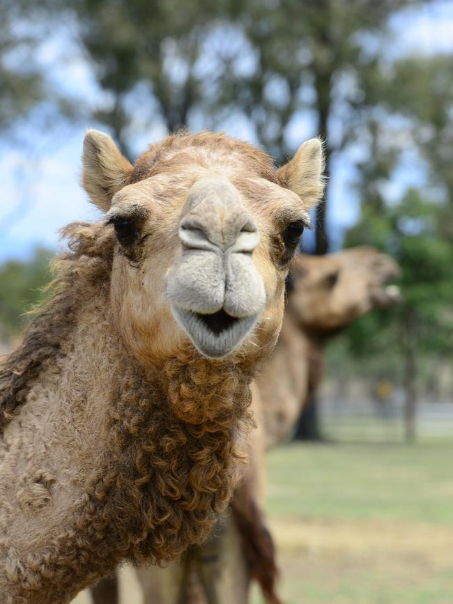 It appeared to be an escaped camel, roaming wild, and it was unclear where the animal had come from.