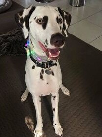 Gold Coast's cutest dogs: Bella. Submitted by Nicole Polorotoff.