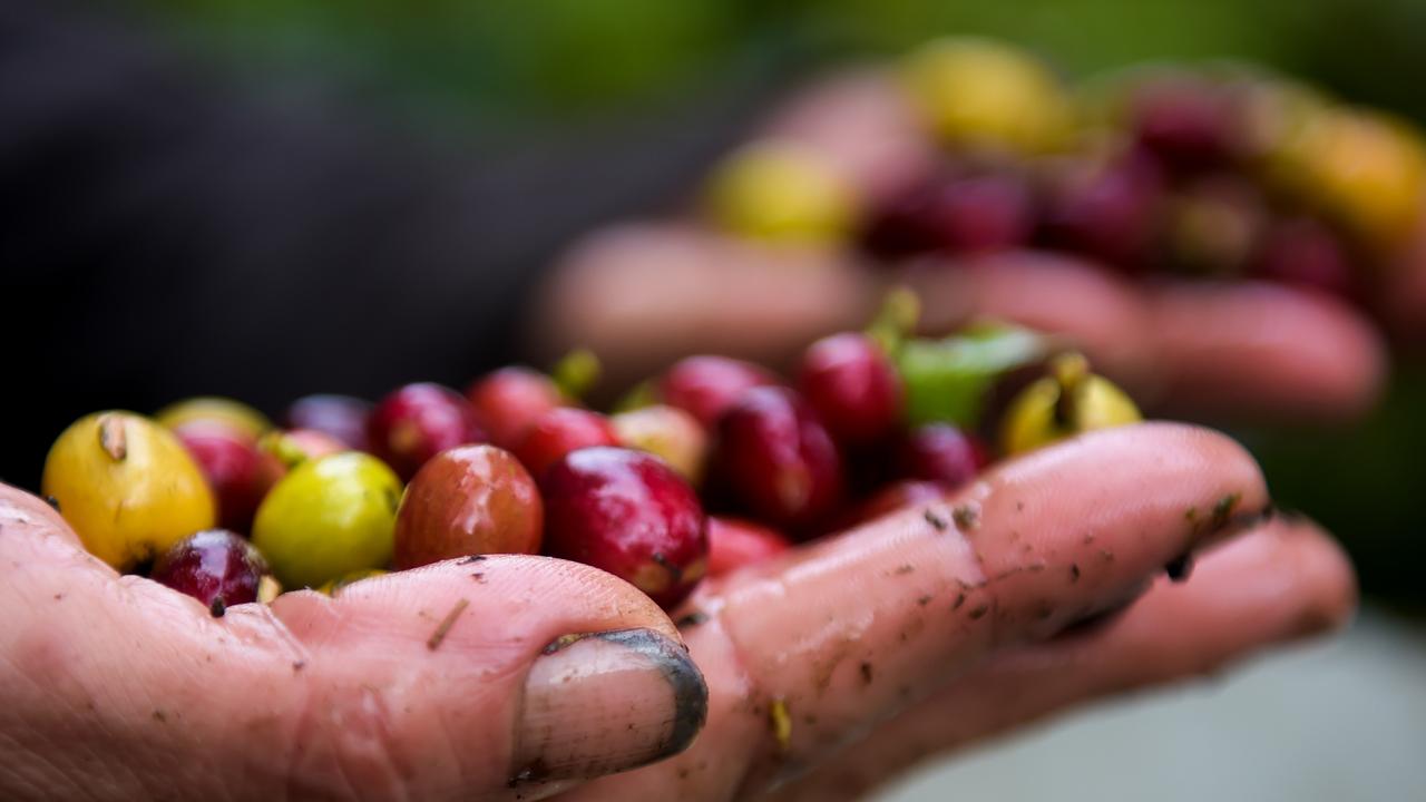 Colombia is one of the world’s biggest exporters of coffee. Picture: AFP/Raul Arboleda