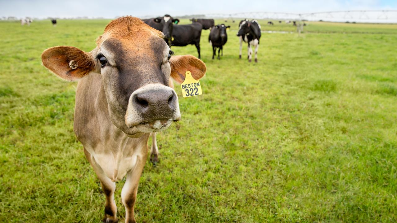Dairy firm directors face grilling on $72m collapse