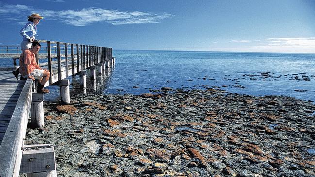 Stromatolites at Hamelin Pool. Photo: Tourism WA