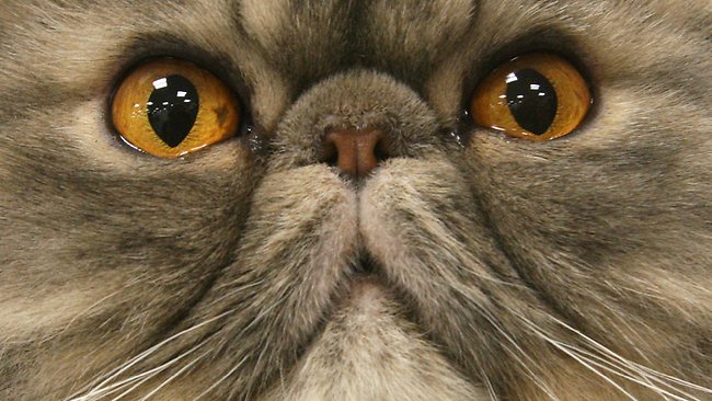 Iran Wants to Launch Persian Cat Into Space — Paleofuture