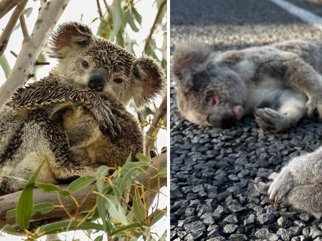 Story art - Dead koalas on Peak Downs Highway. Paul Brescia