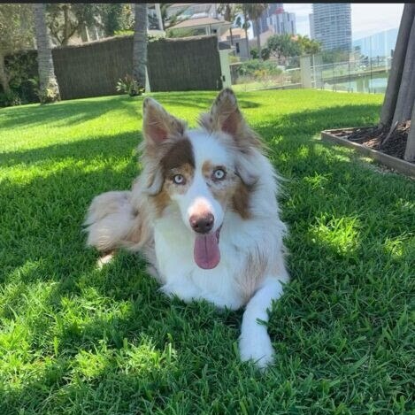 Police are trying to reunite Bowie with his owners. Picture: QPS