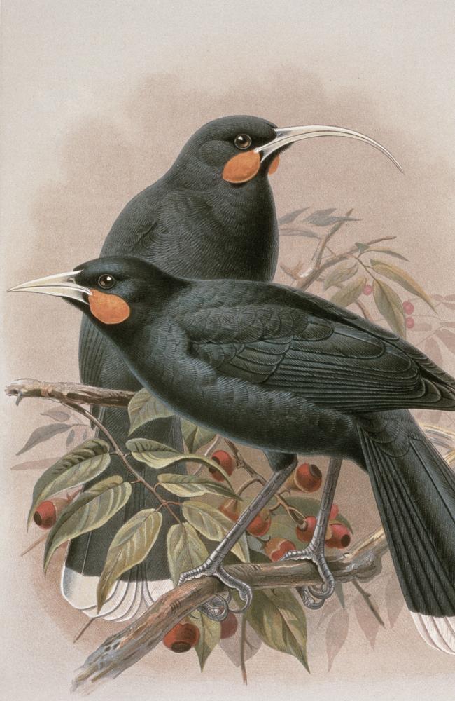 The huia bird, extinct for over a century, holds cultural and historical significance. Picture: Getty Images