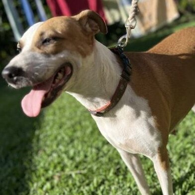 Precious, Remote Animal Assistance FNQ. Photo: supplied