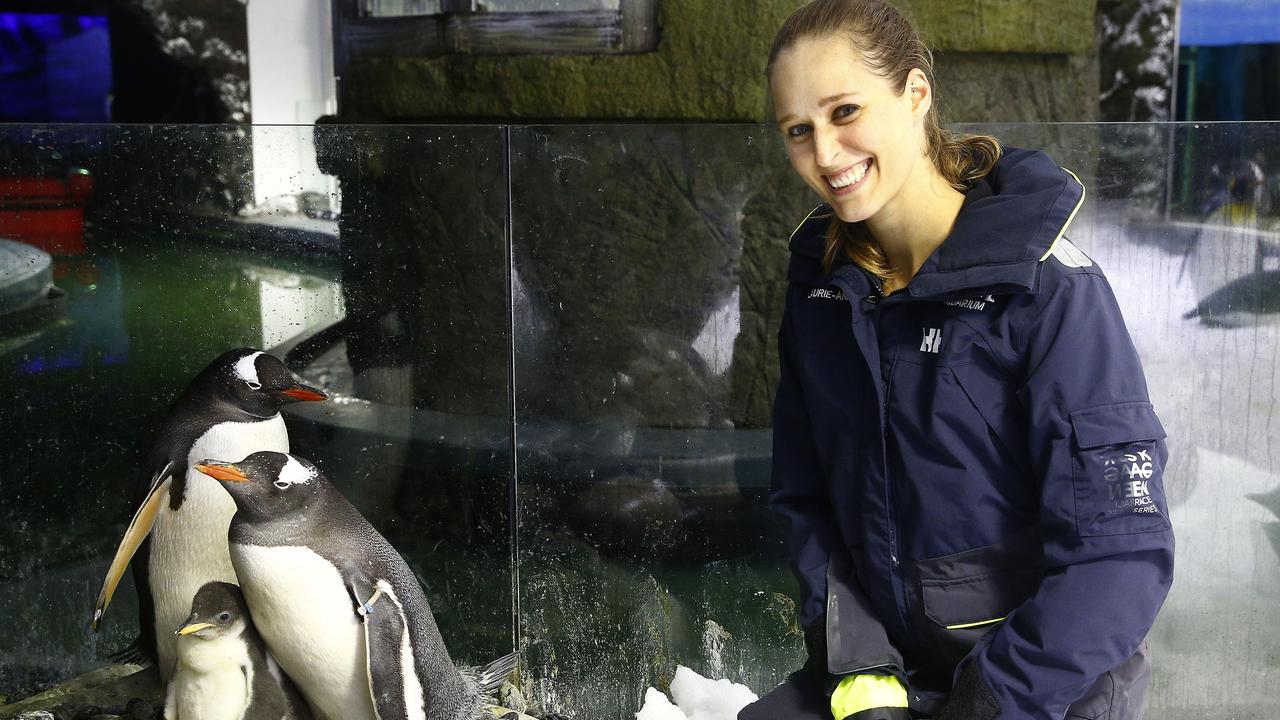 WENTWORTH COURIER ONLY. Penguin Penguin Trainer Laurie Keller watches over Same sex couple Gentoo Penguins Sphen and Magic with the chick they are fostering at Sealife Sydney Aquarium. The two male penguins incubated, hatched and are caring for the chick after a second egg was layed by another Gentoo couple. Picture: John Appleyard