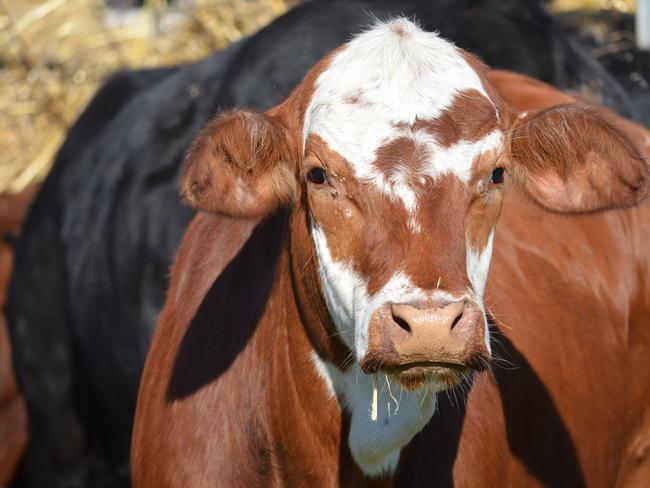 BEEF 2018: Biosecurity Queensland is working with Beef Australia to protect livestock from disease.