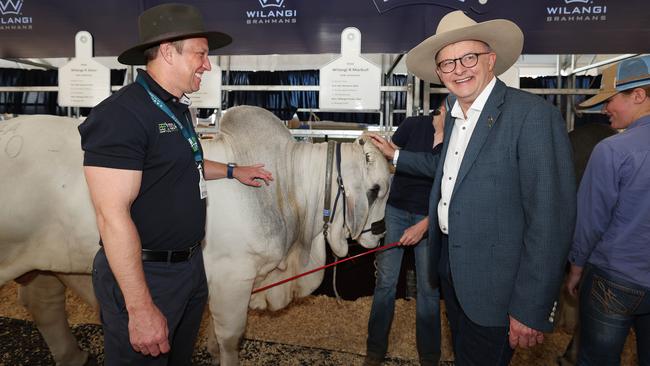 Premier Steven Miles and Prime Minister Anthony Albanese at Beef Week in Rockhampton. Picture: Annette Dew