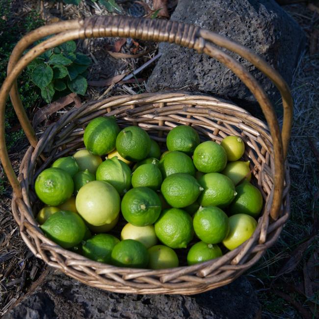 Limes have been in short supply on some supermarket shelves.