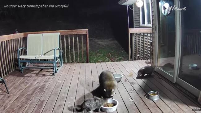 Wild Raccoon Attack Caught On Video As Mother Saves Daughter Au — Australias Leading 