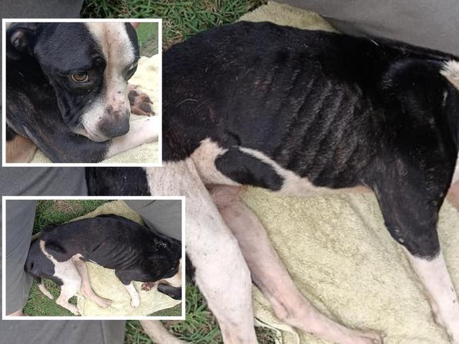 Horrific images show a badly malnourished pup who was found abandoned at Goodna. Pic: Adonis Habchi