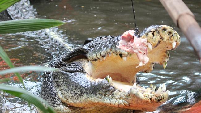 Cassius, the largest crocodile in captivity in the world, gets stuck into his chicken-neck birthday cake to celebrate his 112th birthday at Green Island.