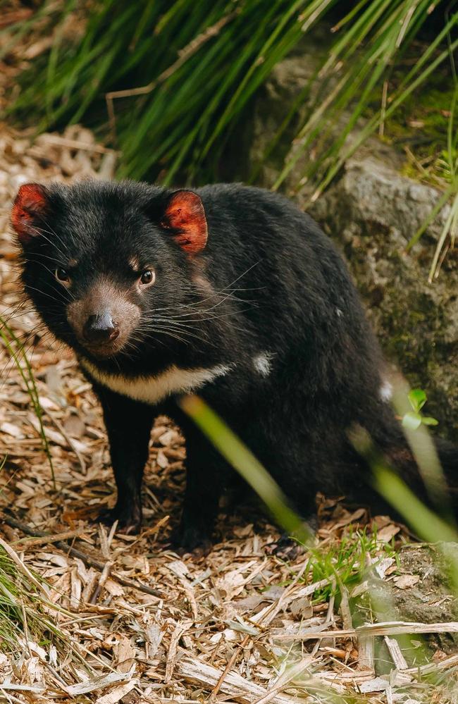 Wiri is distinguished by the white stripe on her chest. Picture: supplied Auckland Zoo