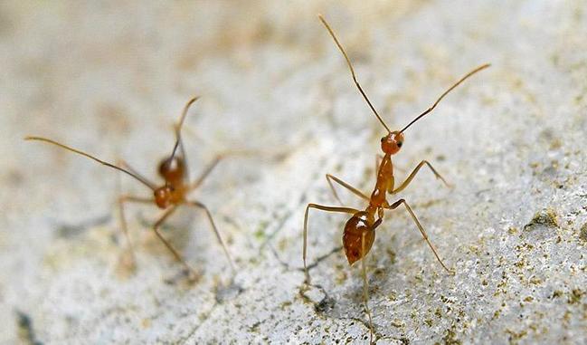 Volunteer Marine Rescue Whitsunday has released a statement on Facebook saying multiple yellow crazy ant colonies have been detected. Picture: John Tann