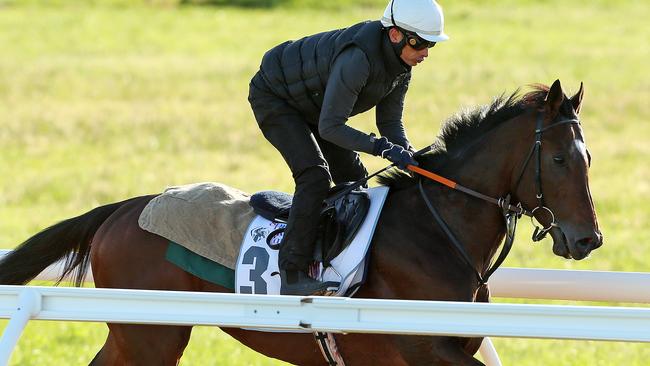 Articus has been a big firmer in betting for the Caulfield Cup. Picture: Mark Stewart