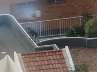 One sprinted to another nearby roof after making the jump, hurling himself up. Picture: Supplied