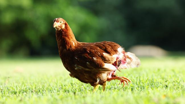 April the chicken was born with an extra set of legs, making her a four legged hen. After being targeted by the other chickens in the roost, April is now being cared for by a pair of bird carers. They plan on fund raising enough money to give April surgery on her rear appendages. Picture: Brendan Radke