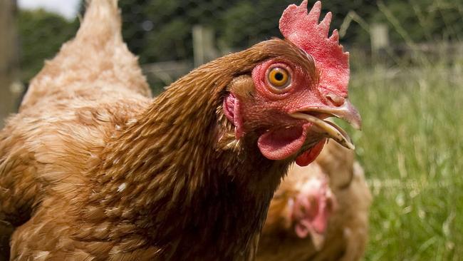Chickens forced into cannibalism in shocking case of animal cruelty |  Herald Sun