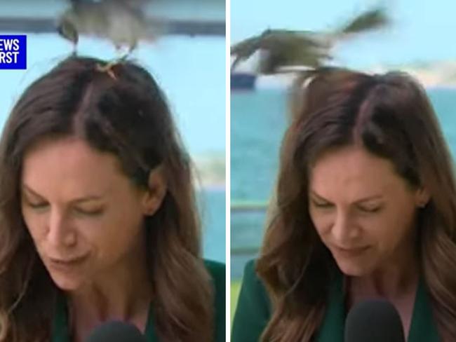 Channel 10 journalist Ursula Heger was repeatedly swooped by a bird while trying to film her story.