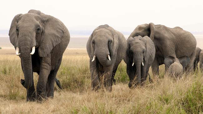 Bodies of 87 elephants found dead in Botswana | news.com.au — Australia ...