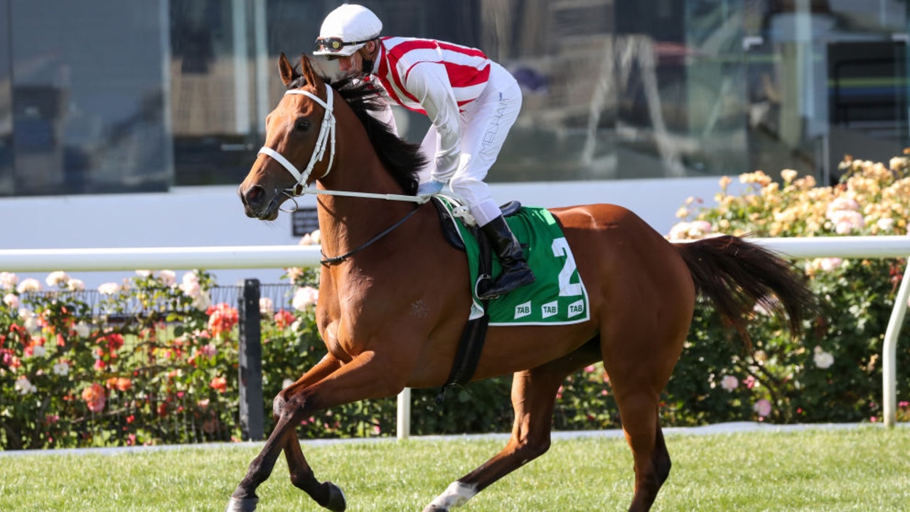 Toffee Tongue (NZ) ridden by Ben Melham heads to the barrier before the TAB Matriarch Stakes at Flemington Racecourse on November 07, 2020 in Flemington, Australia. (George Salpigtidis/Racing Photos via Getty Images)
