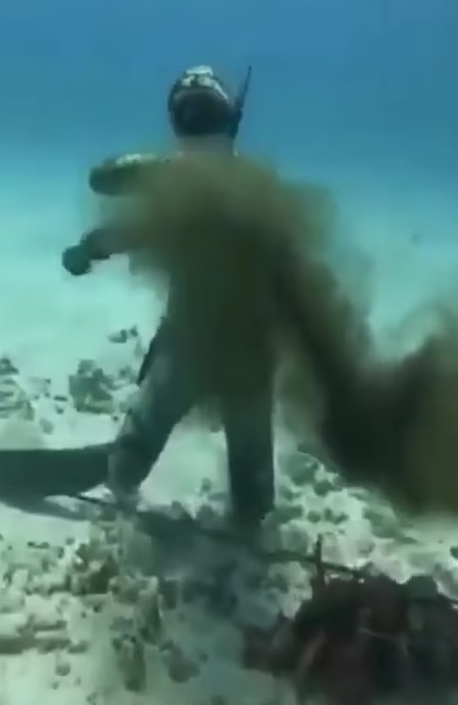 The creature attacked after the diver poked its home with a stick. Picture: X