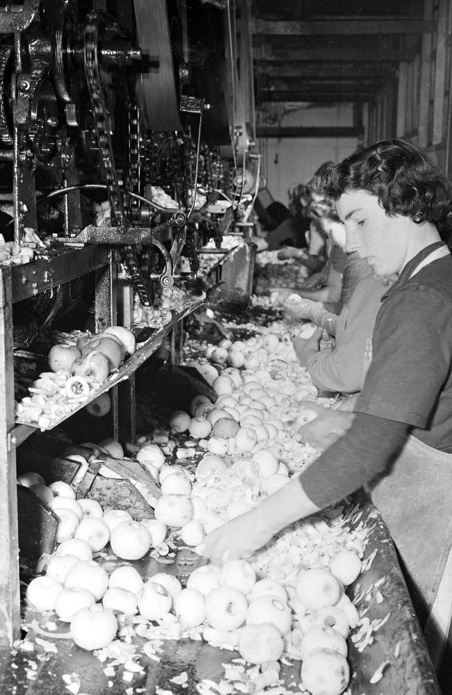 Staff at work in the peeling and coring section of a factory, preparing apples for slicing and drying, in the Huon Valley in 1954. Picture: Mercury historic archive